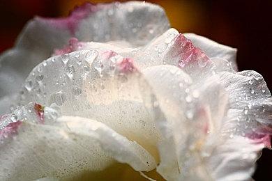 疑似《星空》限定Xbox手柄泄露 有透明扳机键